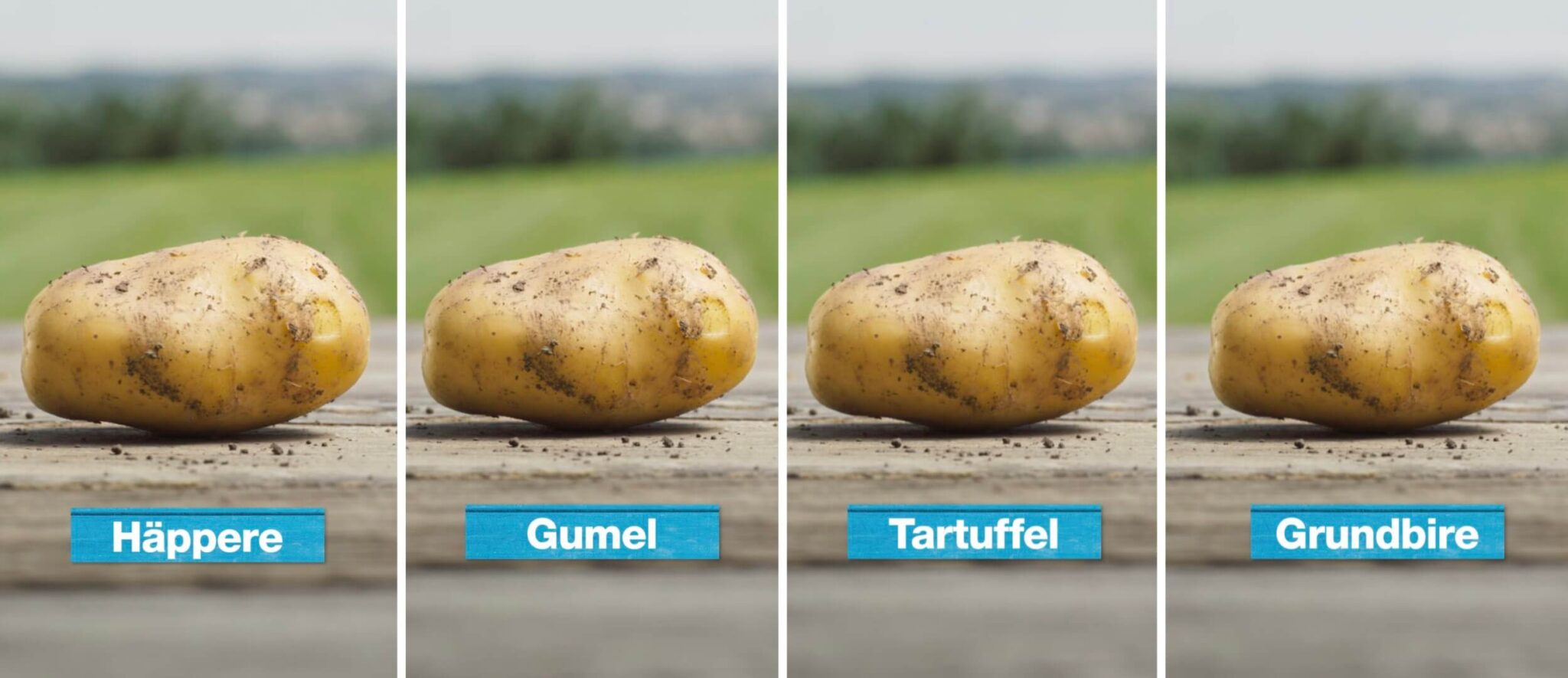 Regionale Namen für Kartoffel: Häppere, Gumel, Tartuffel und viele mehr